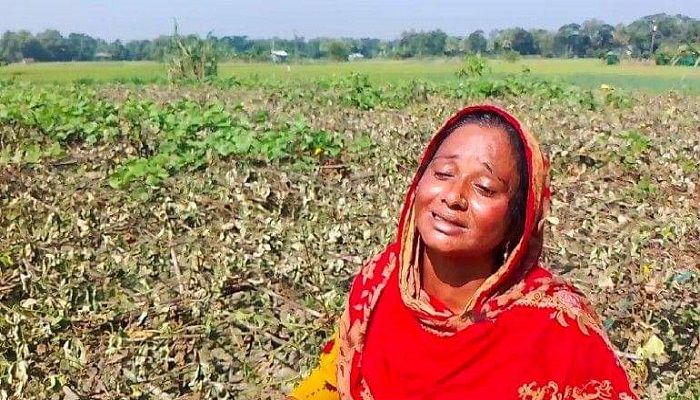 ঝগড়ার জেরে আগের রাতে বেগুন, পরে শিম গাছ কেটে সাবাড়