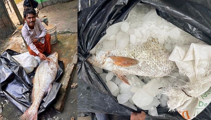 ‘পোপা গণির’ ট্রলারে ফের পোপা : দাম হাঁকাচ্ছেন সাড়ে ৫ লাখ