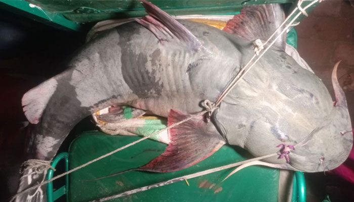 বড়শিতে ধরা পড়ল ৬২ কেজি ওজনের বাঘাইড়