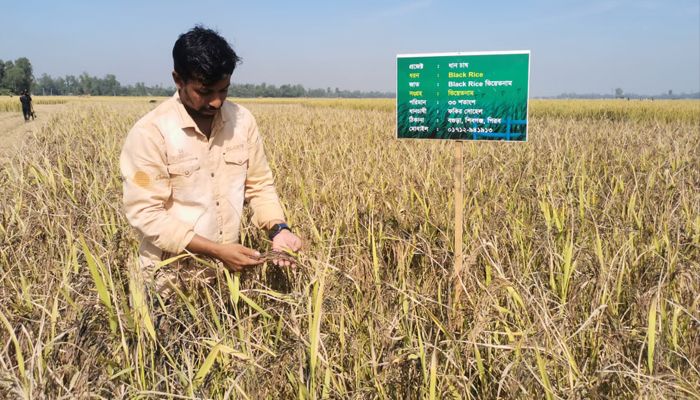বগুড়ায় ব্ল্যাক রাইস ধান চাষে সাড়া ফেলেছেন তরুণ কৃষক সোহেল