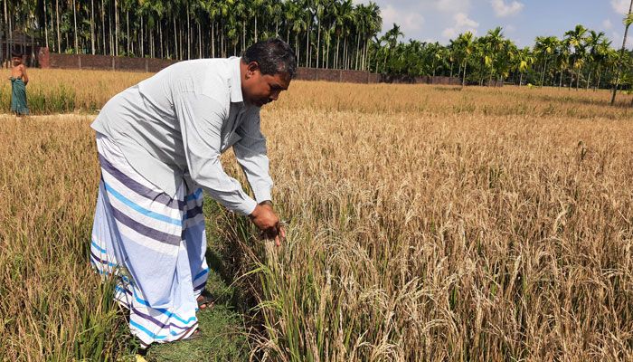 সিত্রাংয়ে ম্লান সাড়ে ছয় হাজার কৃষকের স্বপ্ন