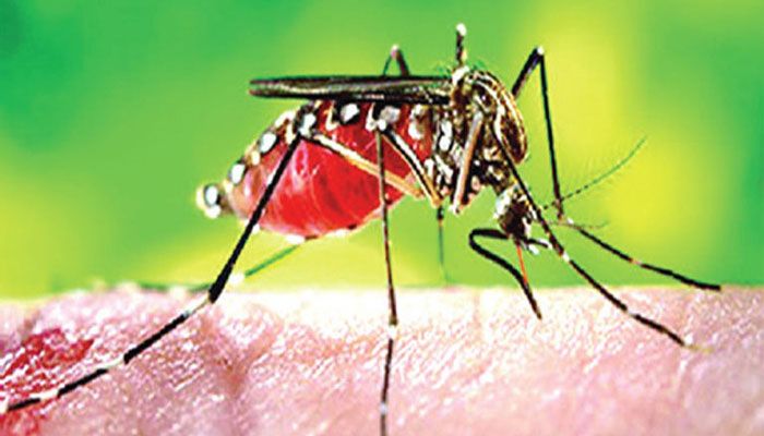 ডেঙ্গুতে আরও ৭ জনের মৃত্যু