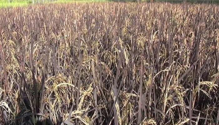 চালের কেজি ৬০০ টাকা, চাকরি ছেড়ে উদ্যোক্তা হলেন দিনাজপুরের তরুণ