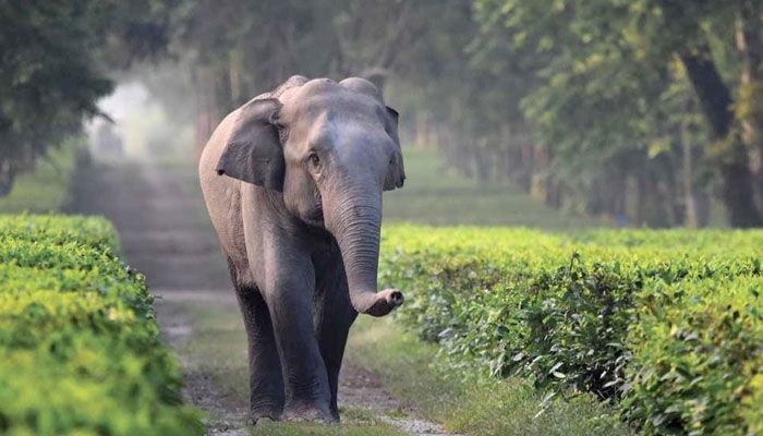বন্যহাতির আক্রমণে বৃদ্ধা নিহত, আহত ২