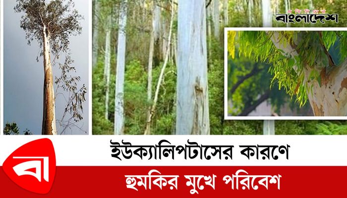 ইউক্যালিপটাসের কারণে হুমকির মুখে পরিবেশ