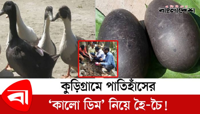 এবার কুড়িগ্রামে কালো ডিম পাড়ল পাতিহাঁস!