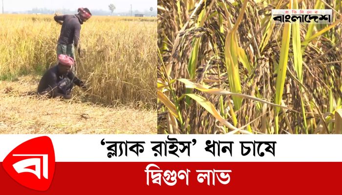 ব্ল্যাক রাইস ধান চাষে অভাবনীয় সাফল্য পেলেন কৃষক 