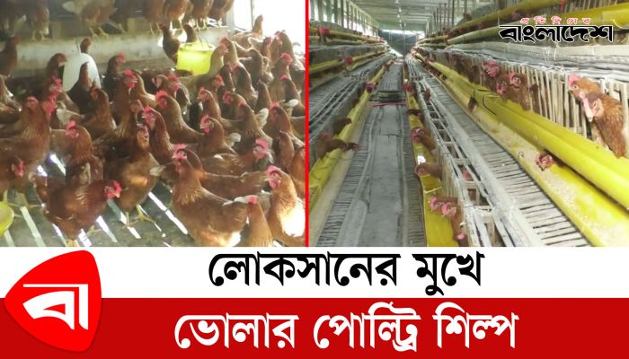 লোকসানের মুখে ভোলার পোল্ট্রি শিল্প