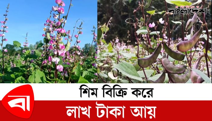  'ভাল দাম পেলে শিম বিক্রি করে আয় হবে লাখ টাকা'