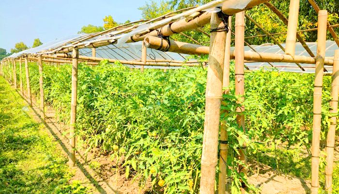 কৃষির চার প্রকল্পে জাতিসংঘের ৮ কোটি টাকার অনুদান