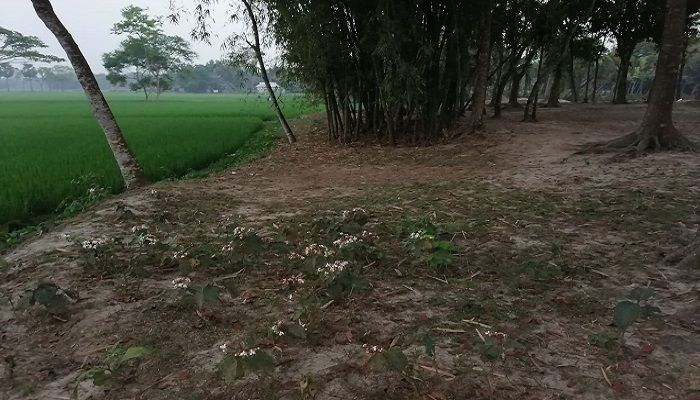 বিজয়ের ৫১ বছরেও কিশোরগঞ্জে অরক্ষিত গণকবর ও বধ্যভূমি 