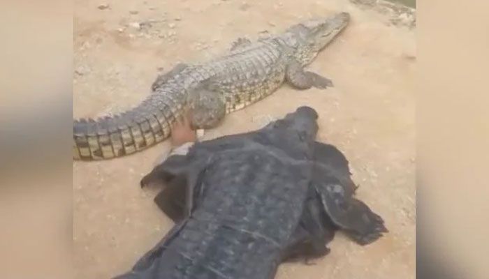 কুমিরের সঙ্গে খুনসুটি