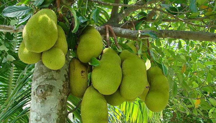 কাঁঠালের জীবনরহস্য উন্মোচনের দাবি বিজ্ঞানীদের