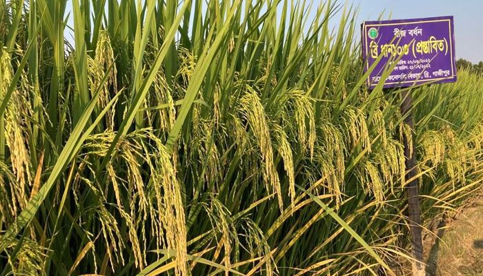 ব্রি উদ্ভাবিত ধানের নতুন তিন জাতের অনুমোদন