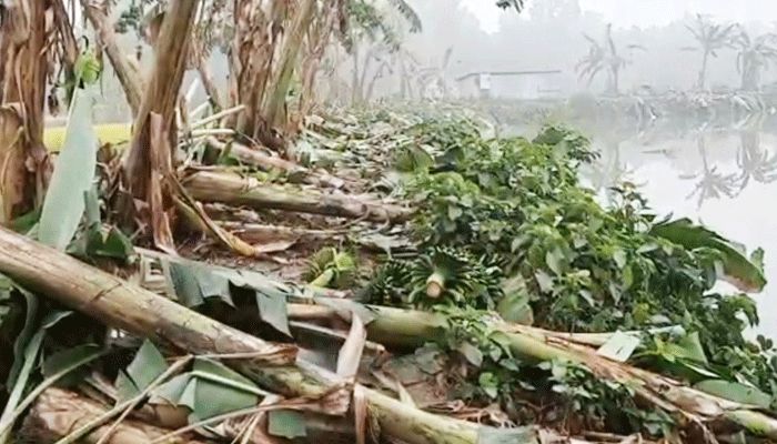 ভূমিহীনদের ৩ হাজার কলা গাছ কাটলেন ইজারাদার