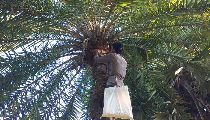 ‘মাটির বাছুর কাঠের গাই, বছর বছর দুয়ে খাই’