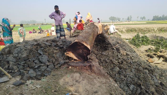 রাস্তার পাশের সরকারি গাছ কাটলেন আওয়ামী লীগ নেতার ভাই