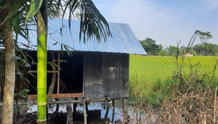 মিথ্যা তথ্য দিয়ে চাকরি নেওয়ার অভিযোগ, তদন্ত বোর্ড গঠন