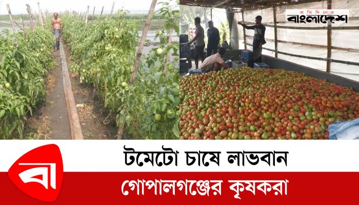 টমেটো চাষে লাভবান গোপালগঞ্জের কৃষকরা 