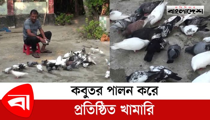 শখের বসে কবুতর পালন করে প্রতিষ্ঠিত খামারি