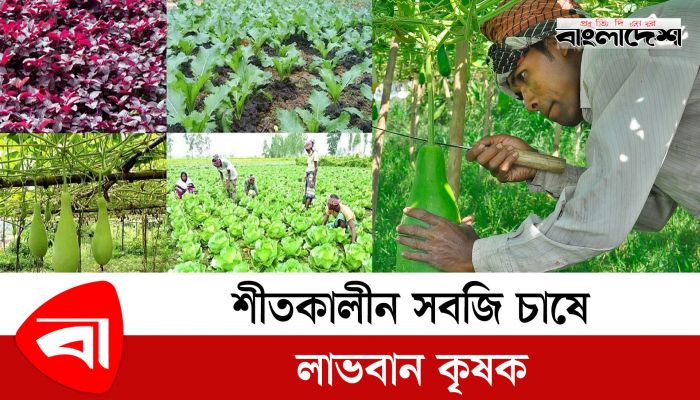 শীতকালীন সবজি চাষে লাভবান কৃষক
