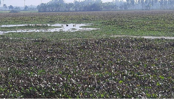 নিষ্কাশন ব্যবস্থা না থাকায় জলাবদ্ধ হাজার বিঘা জমি