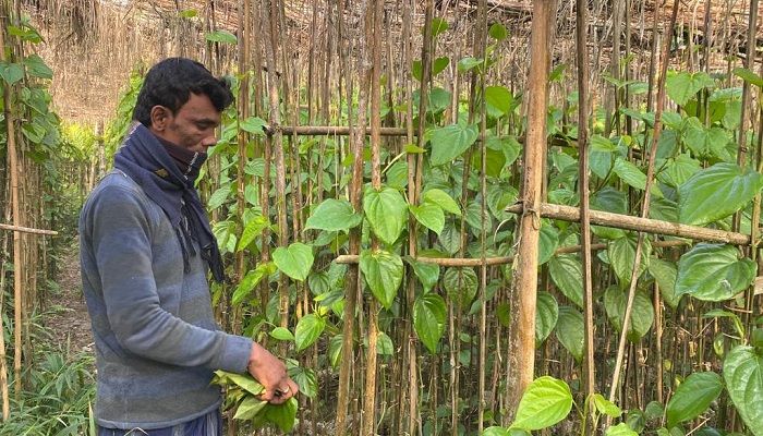 হাতিয়ায় পান চাষে স্বাবলম্বী হচ্ছেন চাষিরা