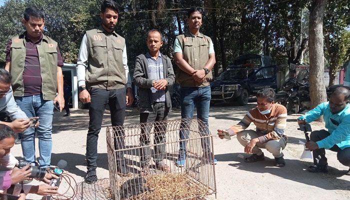 বিপন্ন প্রজাতির দুটি ভালুক শাবক উদ্ধার, পাচারকারী গ্রেপ্তার
