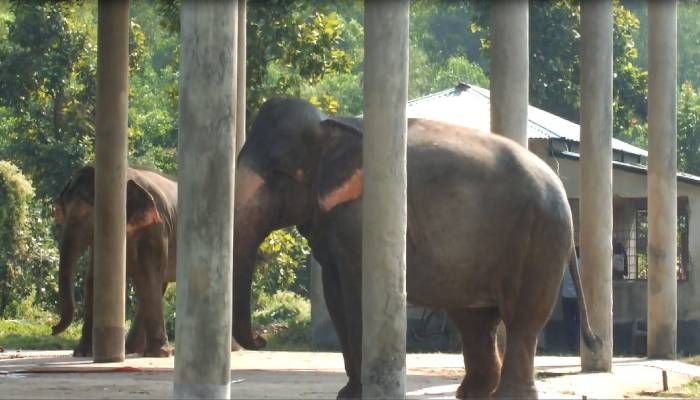 হাতির মৃত্যুর এক সপ্তাহ পর জানাল পার্ক কর্তৃপক্ষ