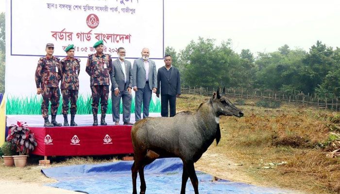 বঙ্গবন্ধু সাফারি পার্কে নীলগাই হস্তান্তর করল বিজিবি 