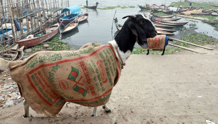 শীতে কাবু প্রাণিকুল