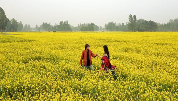 হলুদ হলুদ সারা বেলা