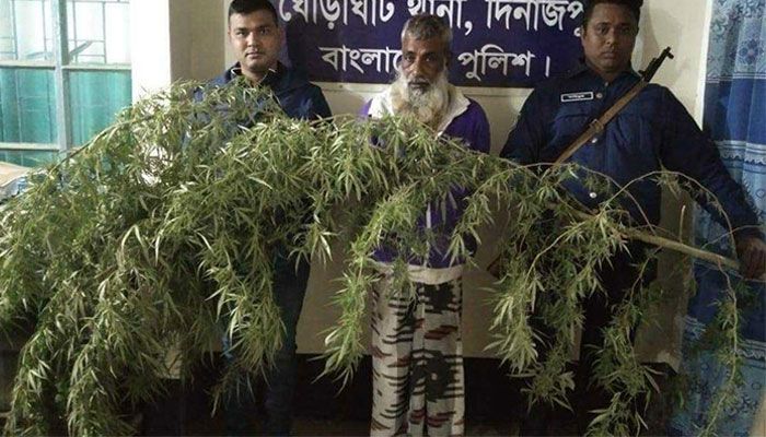 বাড়ির আঙিনায় গাঁজা চাষ, আটক ১ 