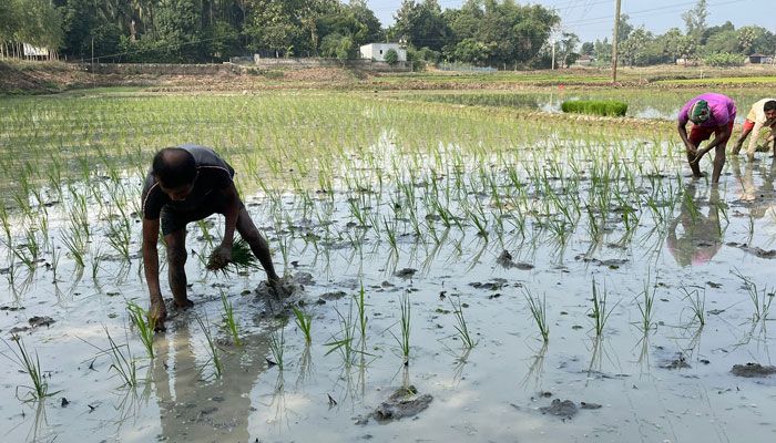 গাজীপুরে ৫৭ হাজার হেক্টর জমিতে বোরো চাষ