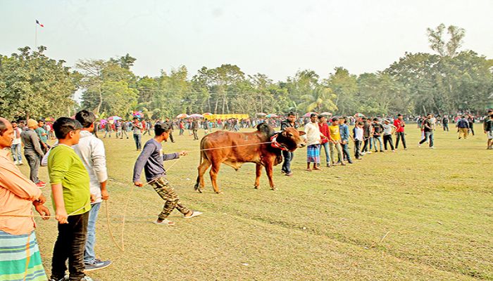 গরুর কাছি ছেঁড়া উৎসব