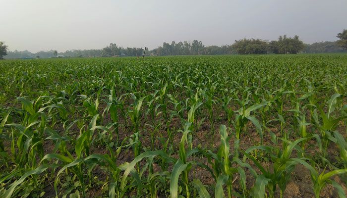 ভুট্টায় ঘুচেছে তামাকের গ্লানি