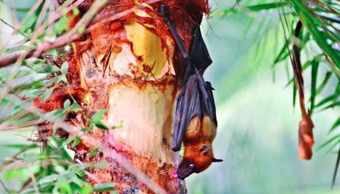 পাবনায় খেজুরের রস খেয়ে নিপাহ ভাইরাসে শিশুর মৃত্যু