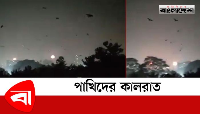 থার্টিফার্স্ট নাইট যেন পাখিদের কালরাত