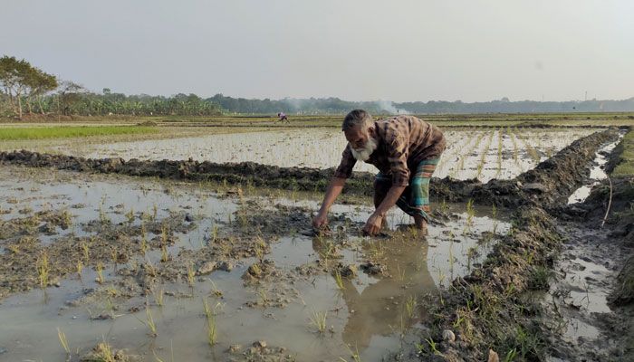 রাজবাড়ীতে বেড়েছে উচ্চ ফলনশীল জাতের বোরো ধানের চাষ  