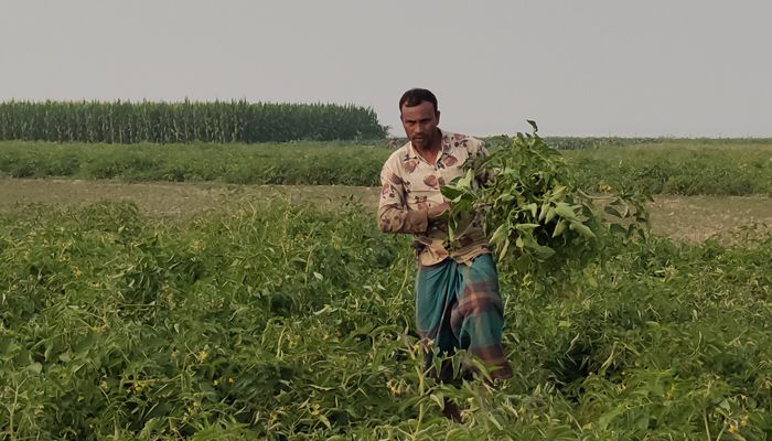রাজবাড়ীতে কুয়াশা ও ছত্রাকে টমেটোর ব্যাপক ক্ষতি