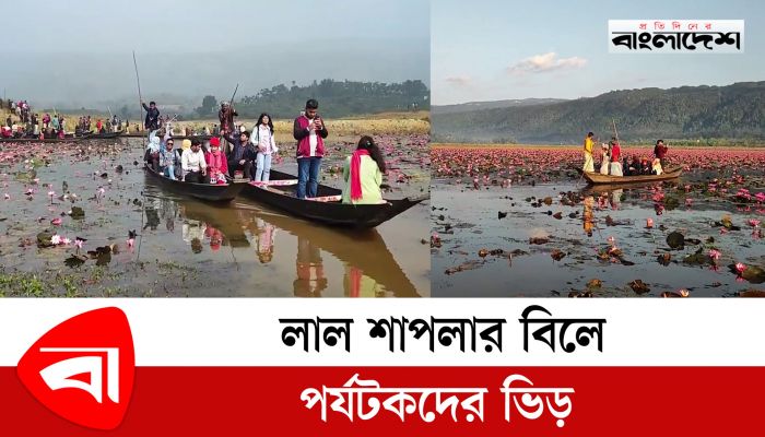 লাল শাপলার বিলে পর্যটকদের ভিড়