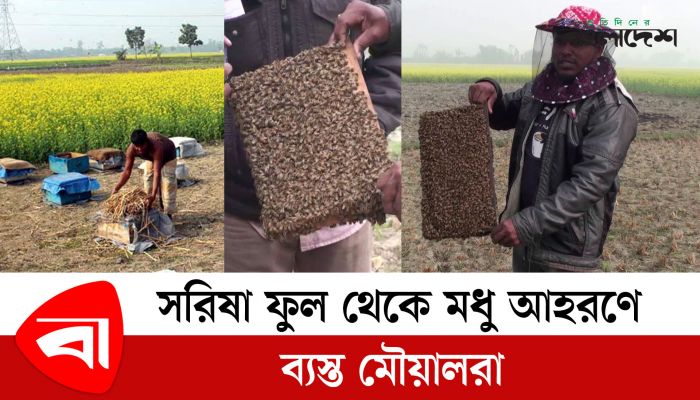 সরিষা ফুল থেকে মধু আহরণে ব্যস্ত মৌয়ালরা