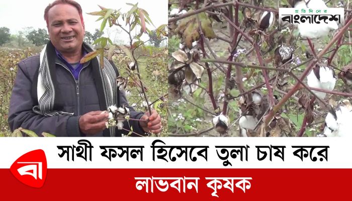 সাথী ফসল হিসেবে তুলা চাষ করে লাভবান কৃষক