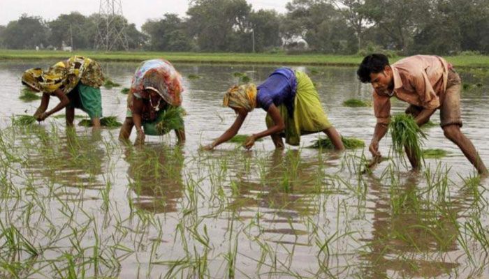 নরসিংদীতে বোরো চাষে ব্যস্ত কৃষক, বাম্পার ফলনের আশা
