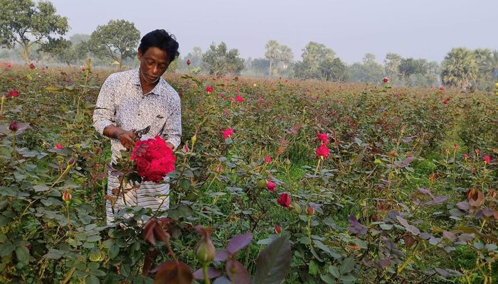 সাভারে ২০ কোটি টাকার ফুল বিক্রির লক্ষ্য