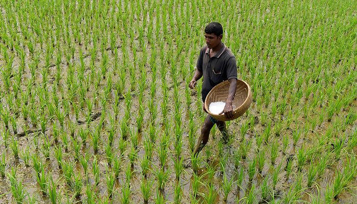 ৬০ হাজার টন সার কিনবে সরকার