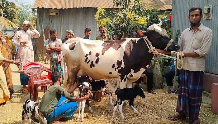 নকলায় একসঙ্গে গাভীর চার বাচ্চা প্রসব 