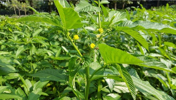 পাটবীজ উৎপাদন শিখতে তারা যেতে চান বিদেশে