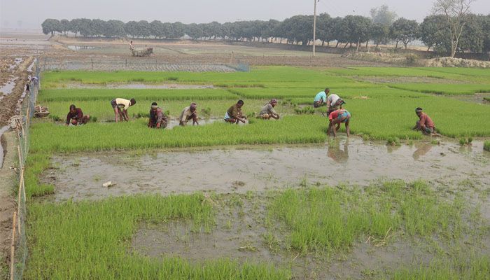 উৎপাদন ব্যয় তোলার শঙ্কা নিয়েই বোরো চাষ