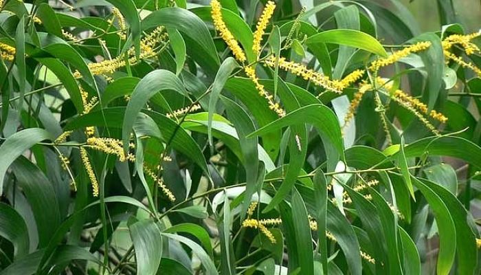 দেশে ক্ষতিকর ১৭ উদ্ভিদ চিহ্নিত